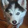 husky, puppy, dog, blue_eyes, chew_toy, pet, animal, fur, close_up, indoor, wooden_floor, cute, canine, young_dog, playful, curious, whiskers, ears, nose, mouth