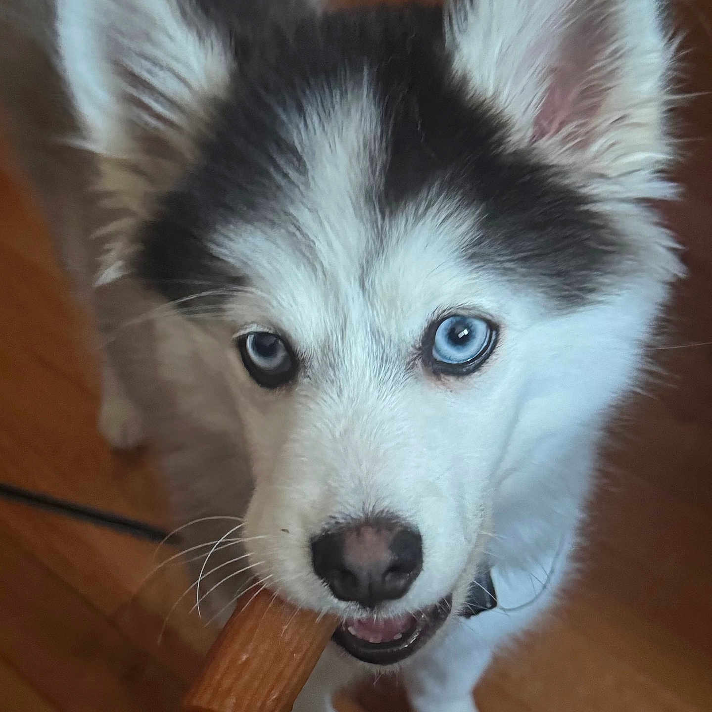 Maxwell Blue is registered to the contest to win money with this photo: animal, blue_eyes, canine, chew_toy, close_up, curious, cute, dog, ears, fur, husky, indoor, mouth, nose, pet, playful, puppy, whiskers, wooden_floor, young_dog