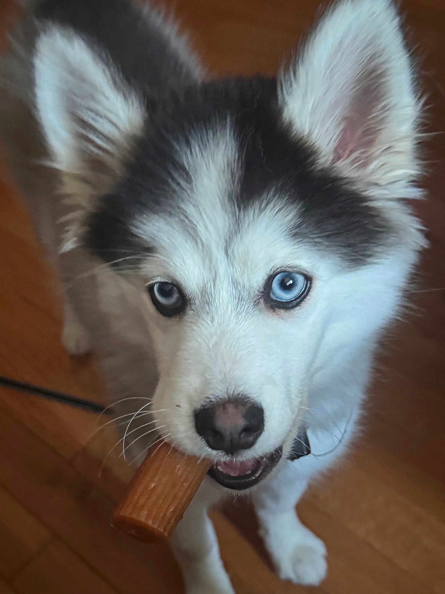 Maxwell Blue is registered to the contest to win money with this photo: husky, puppy, dog, blue_eyes, chew_toy, pet, animal, fur, close_up, indoor, wooden_floor, cute, canine, young_dog, playful, curious, whiskers, ears, nose, mouth