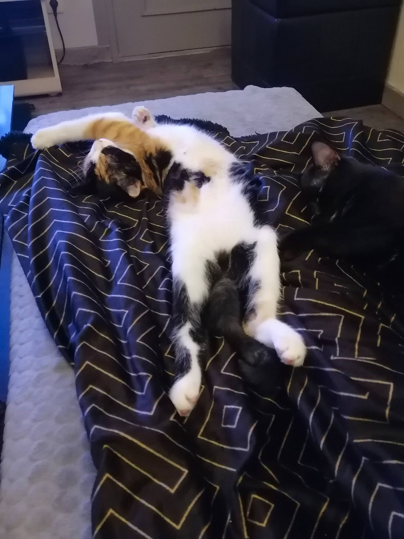 Nina participe au concours pour gagner de l'argent avec cette photo : cabinetry, carnivore, cat, chest_of_drawers, comfort, drawer, felidae, floor, fur, home, mammal, paw, pet_supply, room, small_to_medium_sized_cats, snout, tail, terrestrial_animal, whiskers