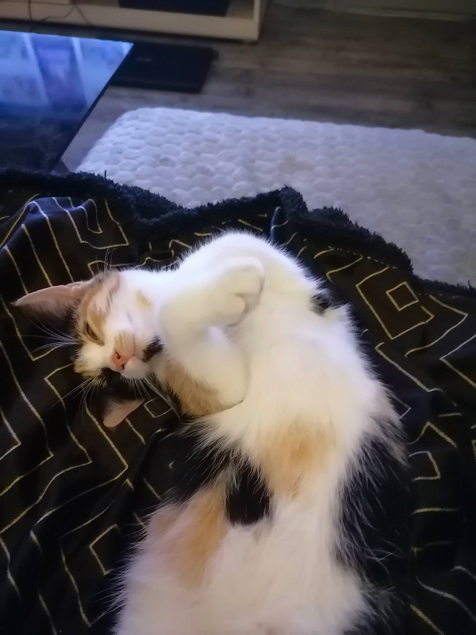 Nina participe au concours pour gagner de l'argent avec cette photo : carnivore, cat, felidae, fur, paw, small_to_medium_sized_cats, snout, terrestrial_animal, vertebrate, whiskers