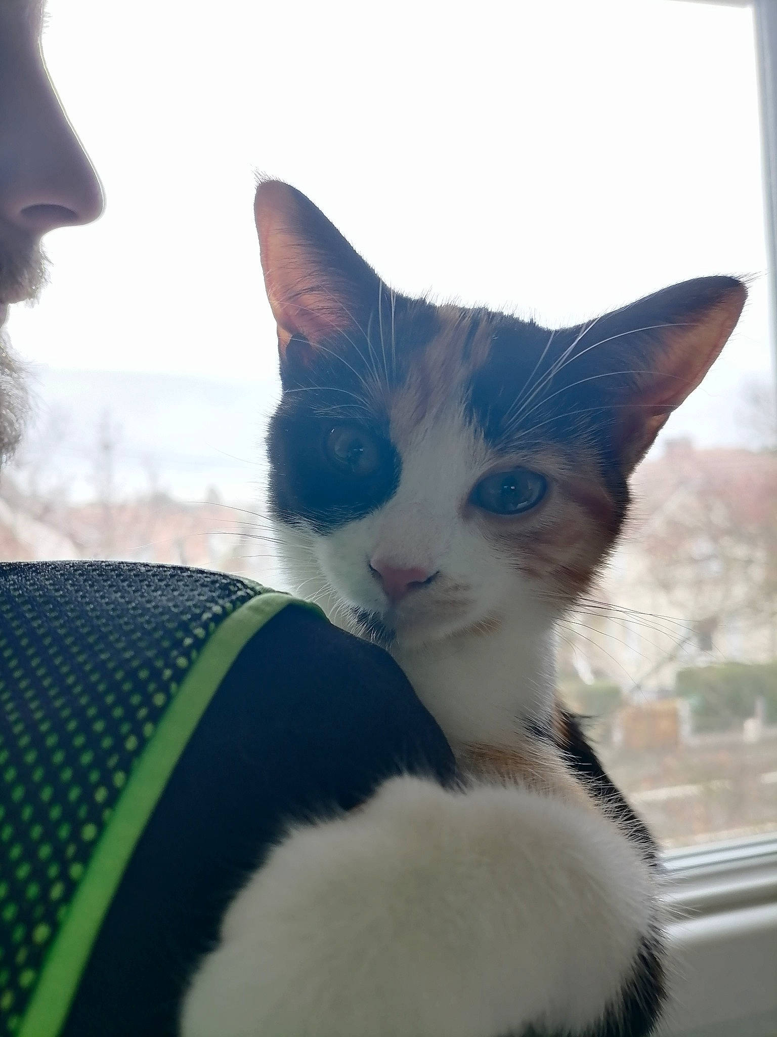 Nina participe au concours pour gagner de l'argent avec cette photo : beard, carnivore, cat, domestic_short_haired_cat, facial_hair, felidae, fur, small_to_medium_sized_cats, snout, tail, vertebrate, whiskers