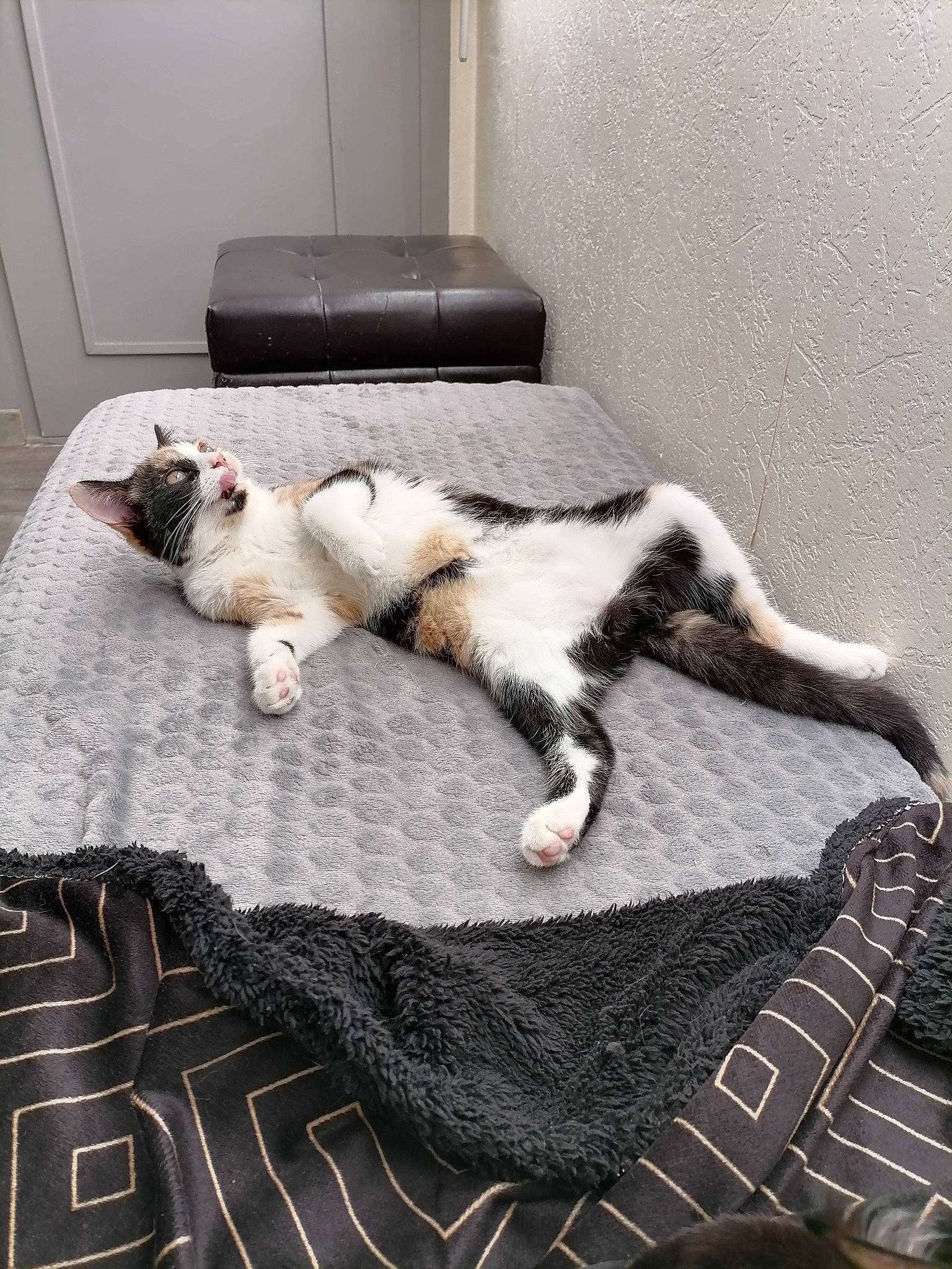 Nina participe au concours pour gagner de l'argent avec cette photo : carnivore, cat, claw, comfort, domestic_short_haired_cat, door, felidae, fur, linens, mat, paw, small_to_medium_sized_cats, snout, tail, terrestrial_animal, toe, vertebrate, whiskers