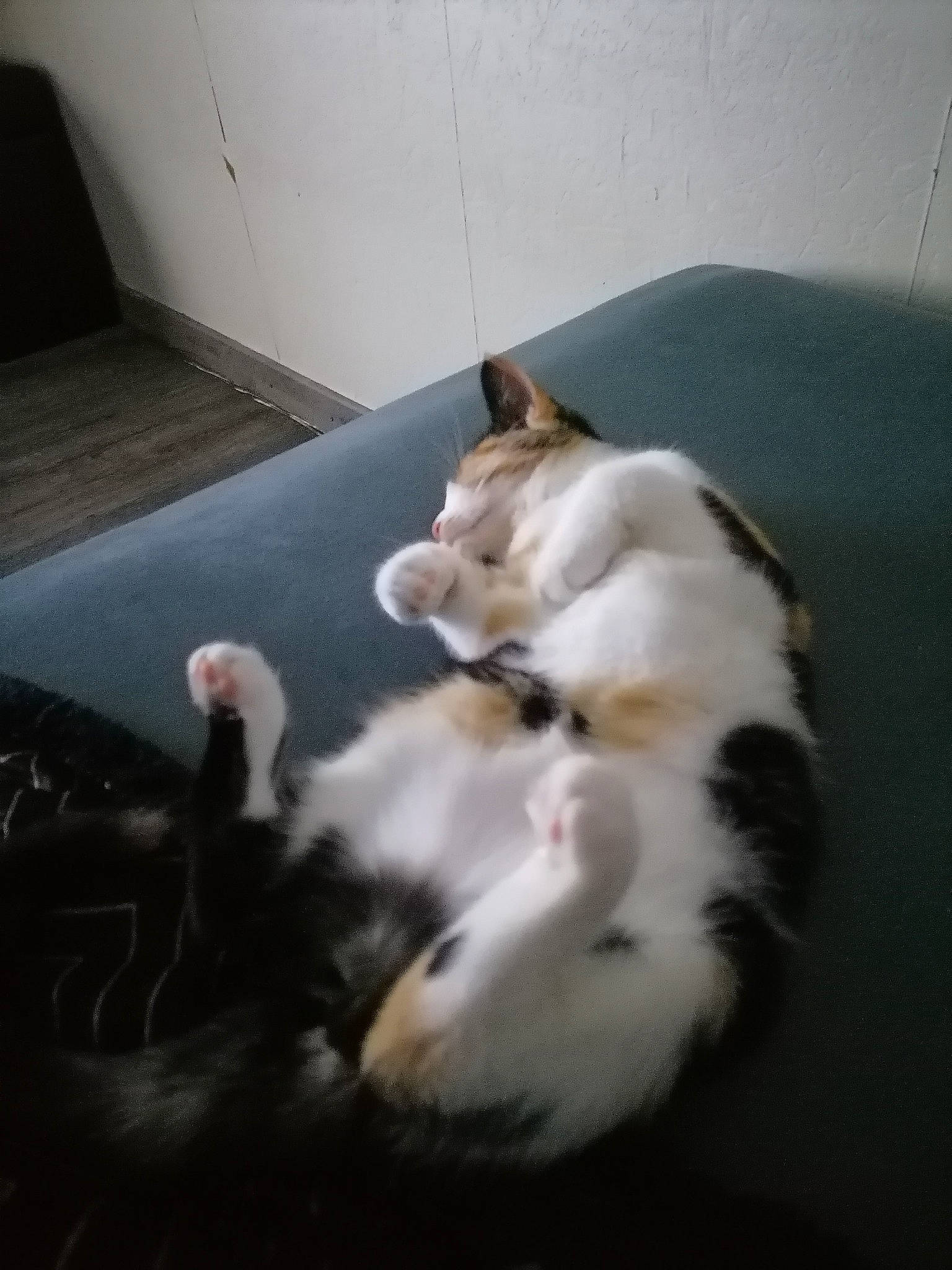 Nina a rejoint le concours — aidez-le/la à gagner de superbes lots ! carnivore, cat, domestic_short_haired_cat, felidae, floor, flooring, fur, paw, small_to_medium_sized_cats, tail, terrestrial_animal, toe, vertebrate, whiskers