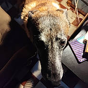 Blacky a rejoint le concours — aidez-le/la à gagner de superbes lots ! dog, indoor, close_up, face, pet, curious, fur, light, shadow, floor, checkered_floor, furniture, table, notebook, cord, warm_light, animal, domestic, brown_fur, looking_up