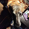 dog, indoor, close_up, face, pet, curious, fur, light, shadow, floor, checkered_floor, furniture, table, notebook, cord, warm_light, animal, domestic, brown_fur, looking_up