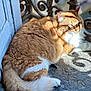 blue_door, cat, closeup, door, feline, floor, fluffy, indoors, iron_railing, orange_cat, pet, relaxed, resting, rustic, shadow, sunlight, tail, texture, whiskers, white_fur