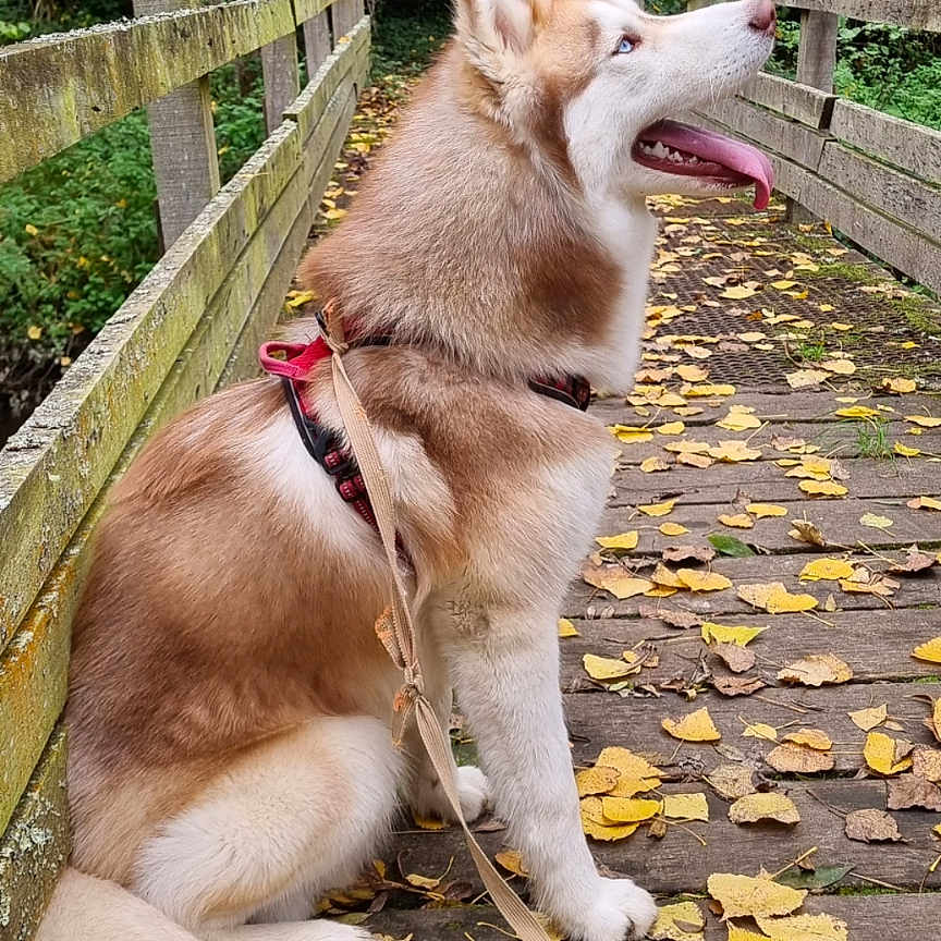 Vayko
