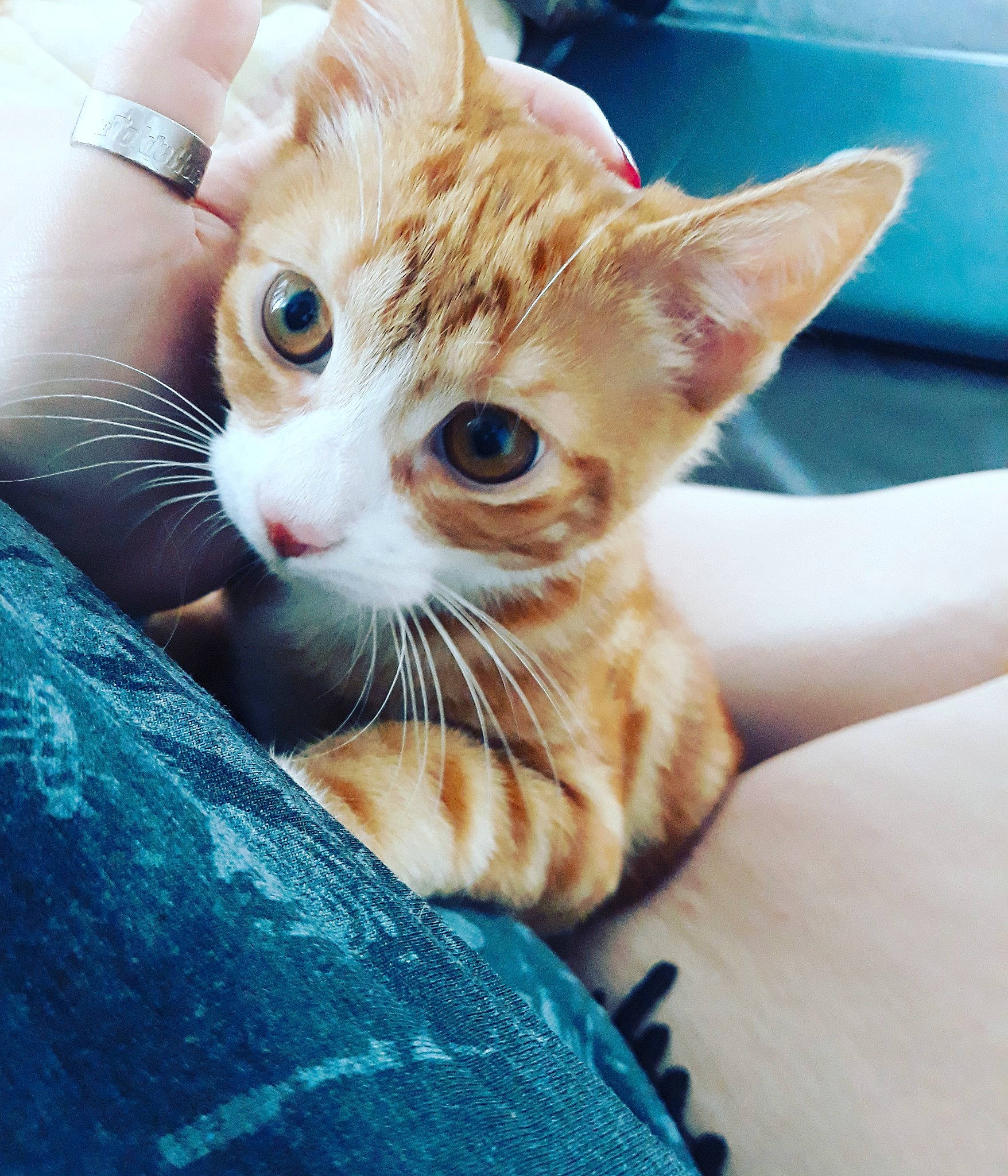 Sushi a rejoint le concours — aidez-le/la à gagner de superbes lots ! aegean_cat, american_wirehair, arabian_mau, asian, carnivore, cat, domestic_short_haired_cat, dragon_li, european_shorthair, eye, felidae, german_rex, kitten, mammal, nose, ojos_azules, small_to_medium_sized_cats, snout, tabby_cat, whiskers