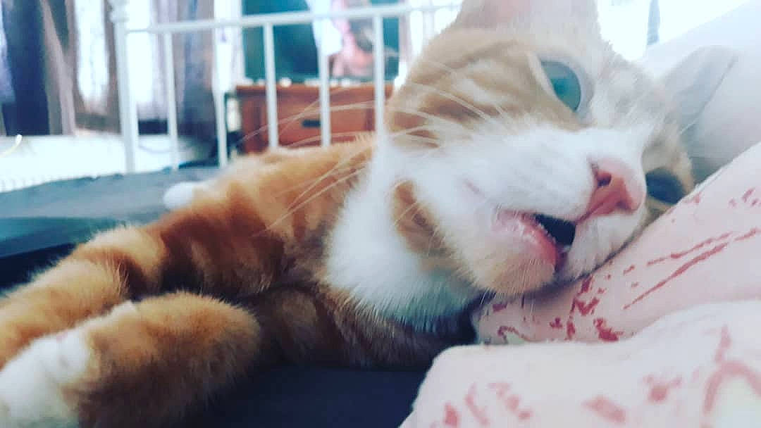 Sushi a rejoint le concours — aidez-le/la à gagner de superbes lots ! aegean_cat, american_curl, carnivore, cat, domestic_short_haired_cat, ear, european_shorthair, eye, facial_expression, felidae, fur, kitten, mouth, nap, nose, organ, paw, small_to_medium_sized_cats, snout, whiskers