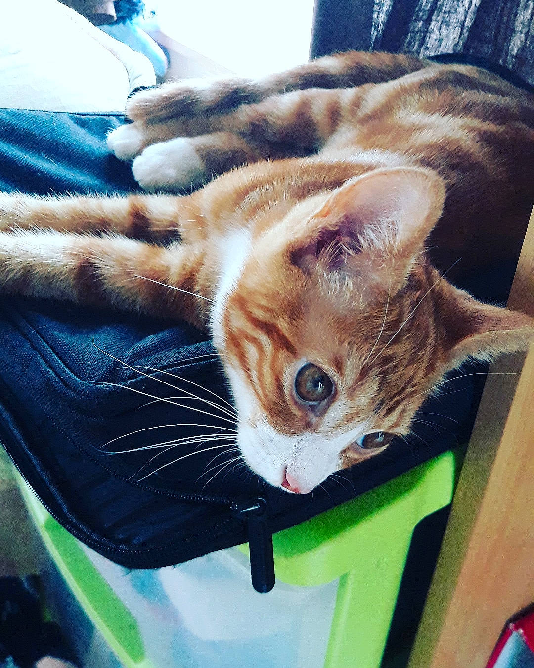 Sushi participe au concours pour gagner de l'argent avec cette photo : american_shorthair, asian, carnivore, cat, domestic_short_haired_cat, dragon_li, european_shorthair, fawn, felidae, fur, kitten, small_to_medium_sized_cats, tabby_cat, whiskers