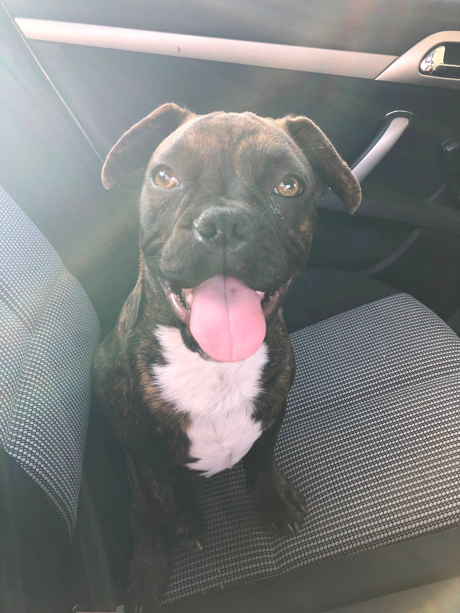 Thor a rejoint le concours — aidez-le/la à gagner de superbes lots ! canidae, carnivore, comfort, companion_dog, dog, dog_breed, dog_collar, eye, fawn, fur, guard_dog, molosser, personal_luxury_car, snout, sporting_group, toy_dog, vehicle_door, whiskers, windshield, working_animal