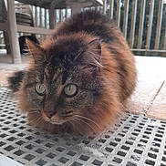 Fidji a rejoint le concours — aidez-le/la à gagner de superbes lots ! cat, tabby, fluffy, animal, pet, outdoor, metal_surface, table, railing, winter, snow, forest, fur, whiskers, closeup, green_eyes, nature, crouching, focus, background_blur
