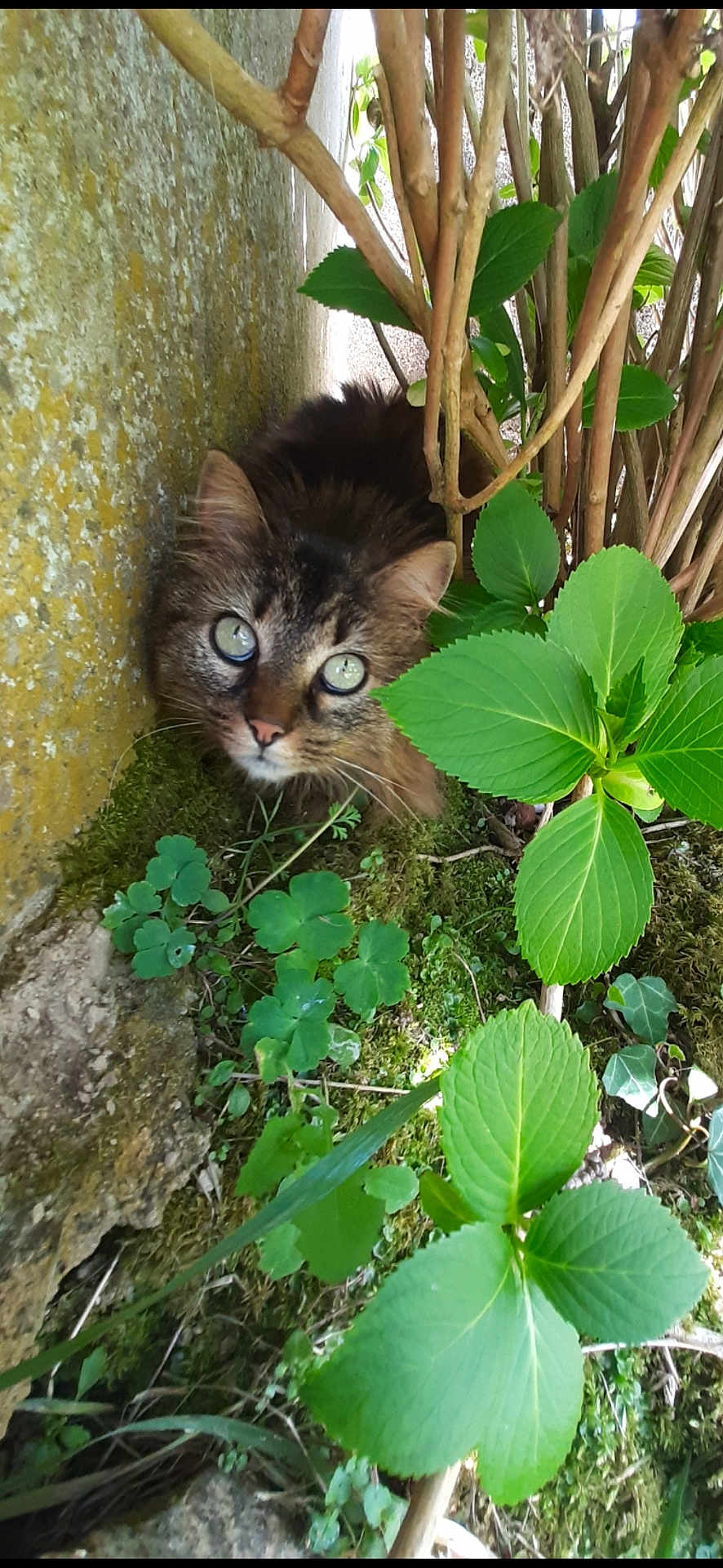 Fidji a rejoint le concours — aidez-le/la à gagner de superbes lots ! cat, animal, outdoor, plants, greenery, moss, leaves, nature, curious, feline, closeup, wildlife, tree_branches, rock, fur, whiskers, eyes, hidden, shrub, garden