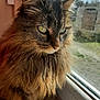 Fidji a rejoint le concours — aidez-le/la à gagner de superbes lots ! cat, long_hair, window, fur, whiskers, pet, animal, indoor, close_up, portrait, looking_out, natural_light, fluffy, brown, tabby, face, ears, nose, eyes, quiet