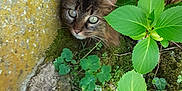 Fidji participe au concours pour gagner de l'argent avec cette photo : cat, tabby_cat, green_leaves, plants, moss, outdoor, nature, wall, branch, curious, animal, feline, pet, closeup, eyes, fur, ground, shrub, daylight, wildlife