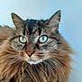 alert, animal, cat, close_up, cute, domestic_cat, ears, face, feline, fluffy, fur, green_eyes, indoor, long_hair, mammal, nose, pet, portrait, tabby, whiskers