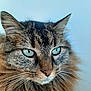 alert, animal, calm, cat, close_up, cute, domestic_cat, face, feline, fluffy_fur, focus, green_eyes, indoor, long_hair, mammal, pet, portrait, soft_background, tabby, whiskers