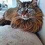 Fidji participe au concours pour gagner de l'argent avec cette photo : animal, beige, cat, close_up, cozy, domestic, feline, fluffy, fur, green_eyes, household, indoor, long_hair, lounging, pet, portrait, relaxed, soft_surface, tabby, whiskers