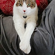 Gizmo is registered to the contest to win money with this photo: cat, pet, animal, domestic_cat, white_fur, tabby, green_eyes, paws, crossed_paws, collar, name_tag, indoor, couch, blanket, pillow, red_pillow, gray_blanket, relaxed, looking_at_camera, portrait