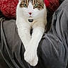 cat, pet, animal, domestic_cat, white_fur, tabby, green_eyes, paws, crossed_paws, collar, name_tag, indoor, couch, blanket, pillow, red_pillow, gray_blanket, relaxed, looking_at_camera, portrait
