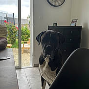 Opi participe au concours pour gagner de l'argent avec cette photo : dog, indoor, tile_floor, sliding_door, garden, flowers, cabinet, clock, photo_frame, chair, table, furniture, pet, curious, black_and_white, daylight, window, wall, home, portrait