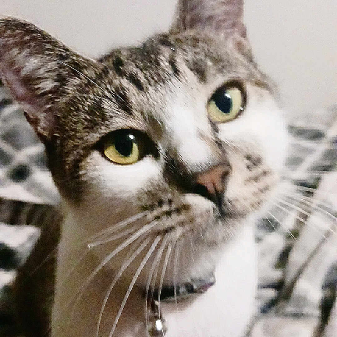 Delilah