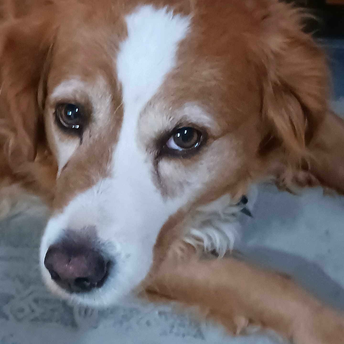 Daisy is registered to the contest to win money with this photo: animal, beagle, canine, cockerspaniel, collie, dog, eskimodog, goldenretriever, hound, husky, papillon, pet, poodle, puppy, snout, terrier, whitedog