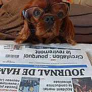 Jouky participe au concours pour gagner de l'argent avec cette photo : advertising, bat, canidae, eyewear, fawn, felidae, fiction, font, fur, illustration, liver, news, newspaper, photo_caption, poster, publication, small_to_medium_sized_cats, snout, terrestrial_animal, whiskers