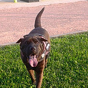 Jeepsy participe au concours pour gagner de l'argent avec cette photo : animal, black_dog, canine, collar, daylight, dog, friendly, grass, happy, mammal, nature, outdoor, panting, path, pet, playful, summer, sunny, tongue_out, walking