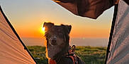 Arès participe au concours pour gagner de l'argent avec cette photo : adventure, animal, camping, canine, dog, evening, field, grass, harness, nature, open_space, outdoor, pet, recreation, relaxing, scenic, silhouette, sunlight, sunset, tent