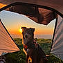 adventure, animal, camping, canine, dog, evening, field, grass, harness, nature, open_space, outdoor, pet, recreation, relaxing, scenic, silhouette, sunlight, sunset, tent