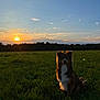 Arès a rejoint le concours — aidez-le/la à gagner de superbes lots ! animal, backlit, canine, clouds, dog, evening, field, grass, greenery, landscape, light, nature, outdoor, peaceful, pet, silhouette, sky, sun, sunset, trees
