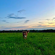 Arès a rejoint le concours — aidez-le/la à gagner de superbes lots ! animal, canine, clouds, crescent_moon, dog, evening, field, fur, grass, greenery, happy, landscape, nature, outdoor, pet, playful, sky, sunset, tail, toy