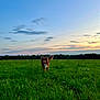animal, canine, clouds, crescent_moon, dog, evening, field, fur, grass, greenery, happy, landscape, nature, outdoor, pet, playful, sky, sunset, tail, toy