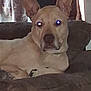 Diesel joined the competition — help win amazing prizes! animal, brown, canine, companion, couch, curtains, dog, domestic_animal, ears, fur, furniture, glowing_eyes, household, indoor, living_room, pet, relaxing, resting, tan_dog, window