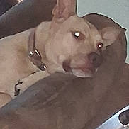 Diesel is registered to the contest to win money with this photo: animal, blur, brown, canine, close_up, collar, companion, couch, dog, domestic_animal, ears, face, furniture, home, household, indoor, light_brown, pet, relaxing, resting