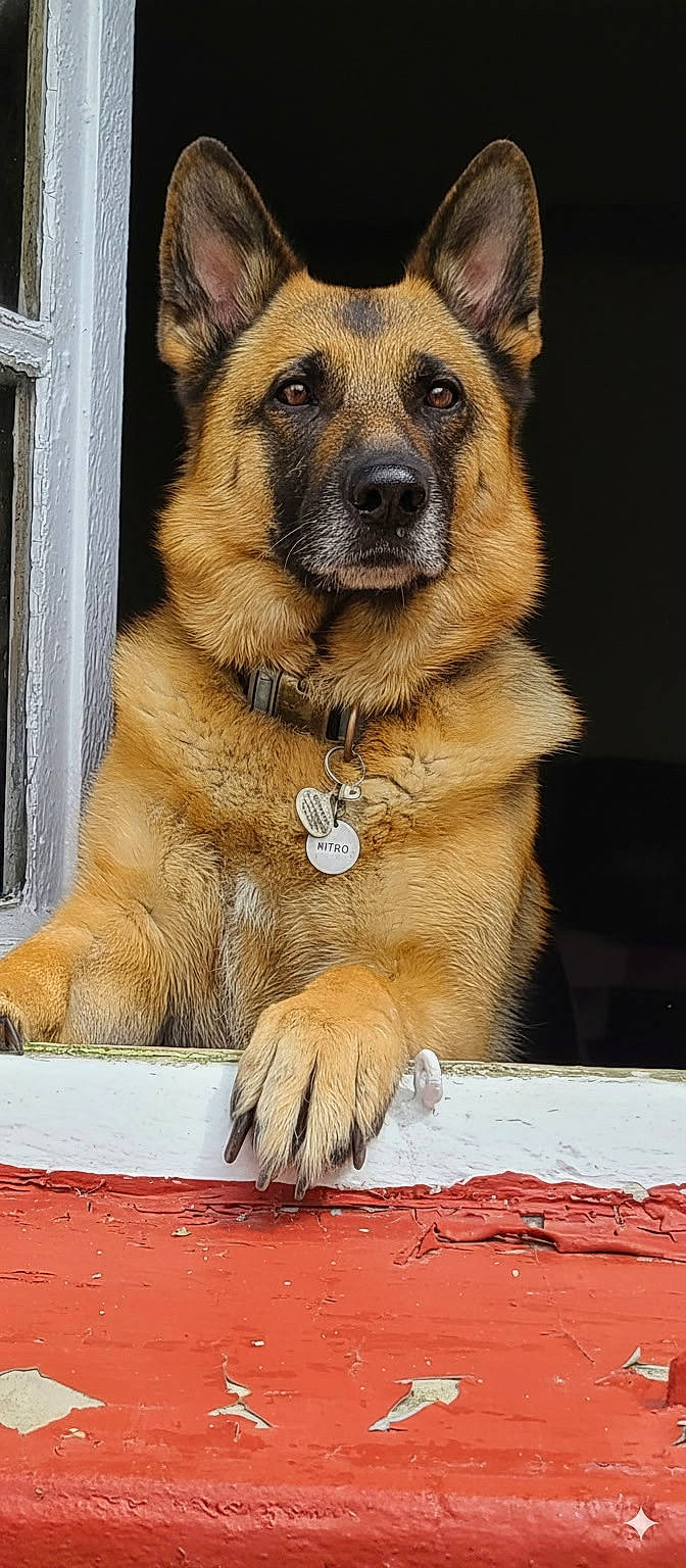 Nitro