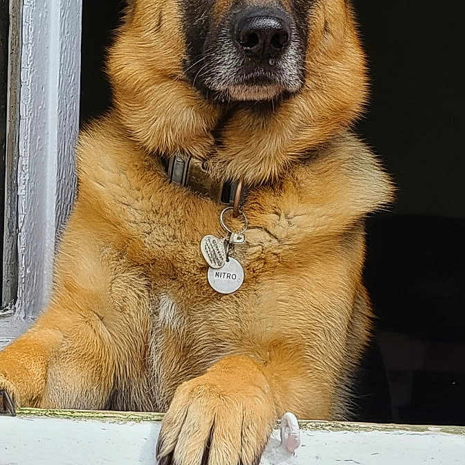 Nitro