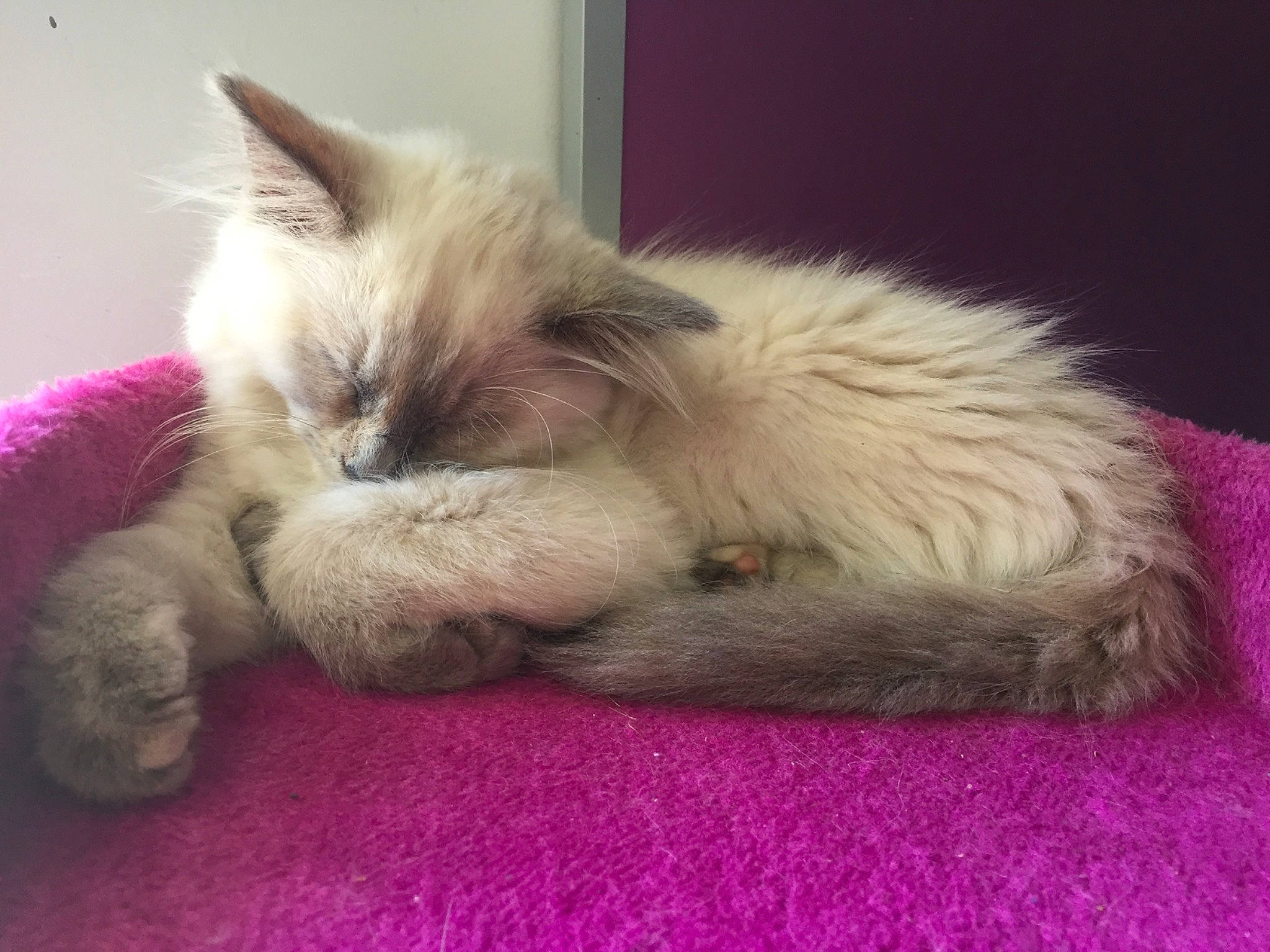 Pacha participe au concours pour gagner de l'argent avec cette photo : balinese, birman, carnivore, cat, claw, comfort, companion_dog, dog_breed, eye, fawn, felidae, fur, paw, ragdoll, siamese, small_to_medium_sized_cats, snout, tail, thai, whiskers