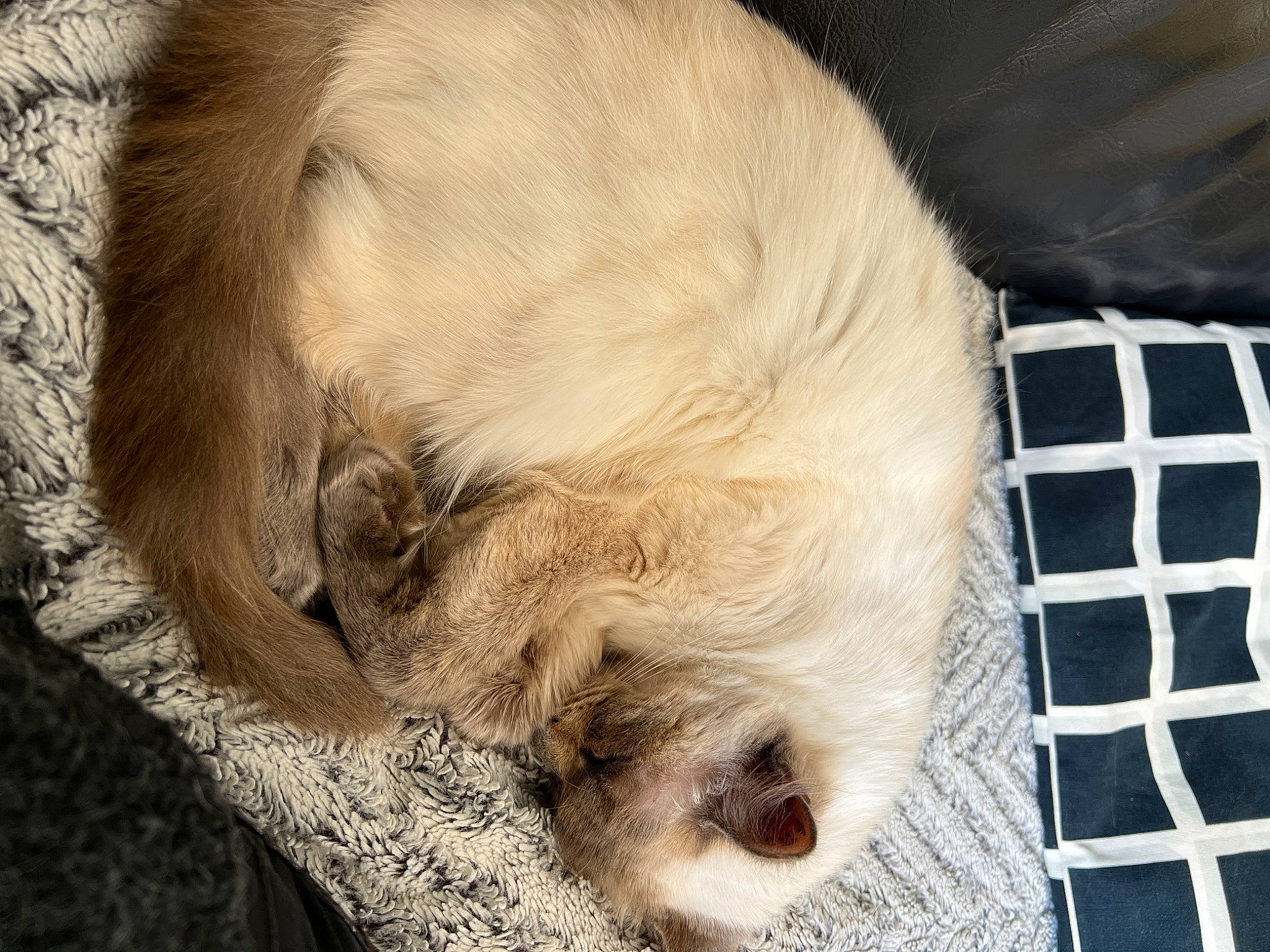 Pacha participe au concours pour gagner de l'argent avec cette photo : canidae, carnivore, claw, comfort, companion_dog, dog, dog_breed, fawn, felidae, fur, nap, paw, small_to_medium_sized_cats, snout, sporting_group, tail, terrestrial_animal, toy_dog, whiskers, working_animal