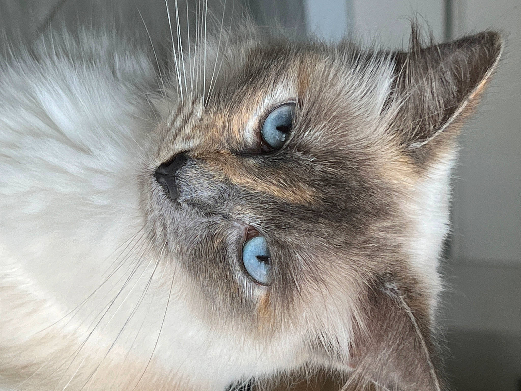 Pacha a rejoint le concours — aidez-le/la à gagner de superbes lots ! carnivore, cat, close_up, domestic_short_haired_cat, felidae, fur, small_to_medium_sized_cats, snout, terrestrial_animal, whiskers