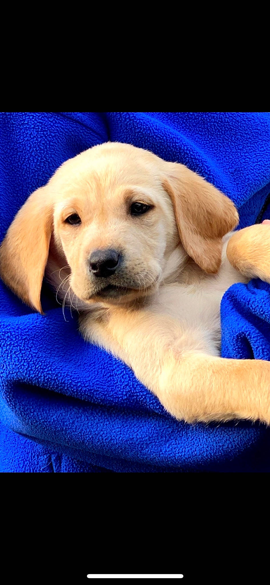 Blaze joined the competition — help win amazing prizes! blue, canidae, carnivore, companion_dog, dog, dog_breed, electric_blue, eye, fawn, fur, hat, labrador_retriever, plant, puppy, snout, sporting_group, whiskers