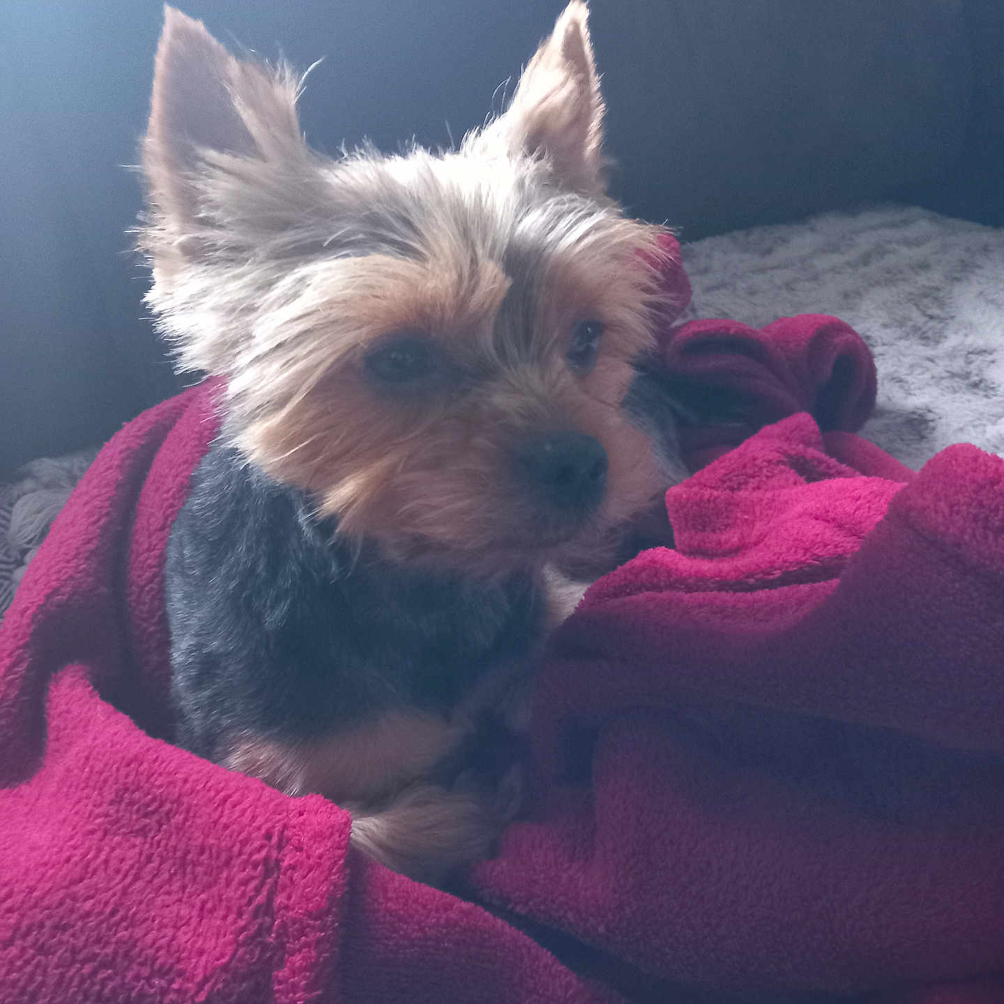 Oscar a rejoint le concours — aidez-le/la à gagner de superbes lots ! animal, blanket, canine, clothing, couch, dog, fleece, furniture, homedecor, hood, hoodie, knitwear, linen, pet, puppy, quilt, sweater, sweatshirt, terrier, towel
