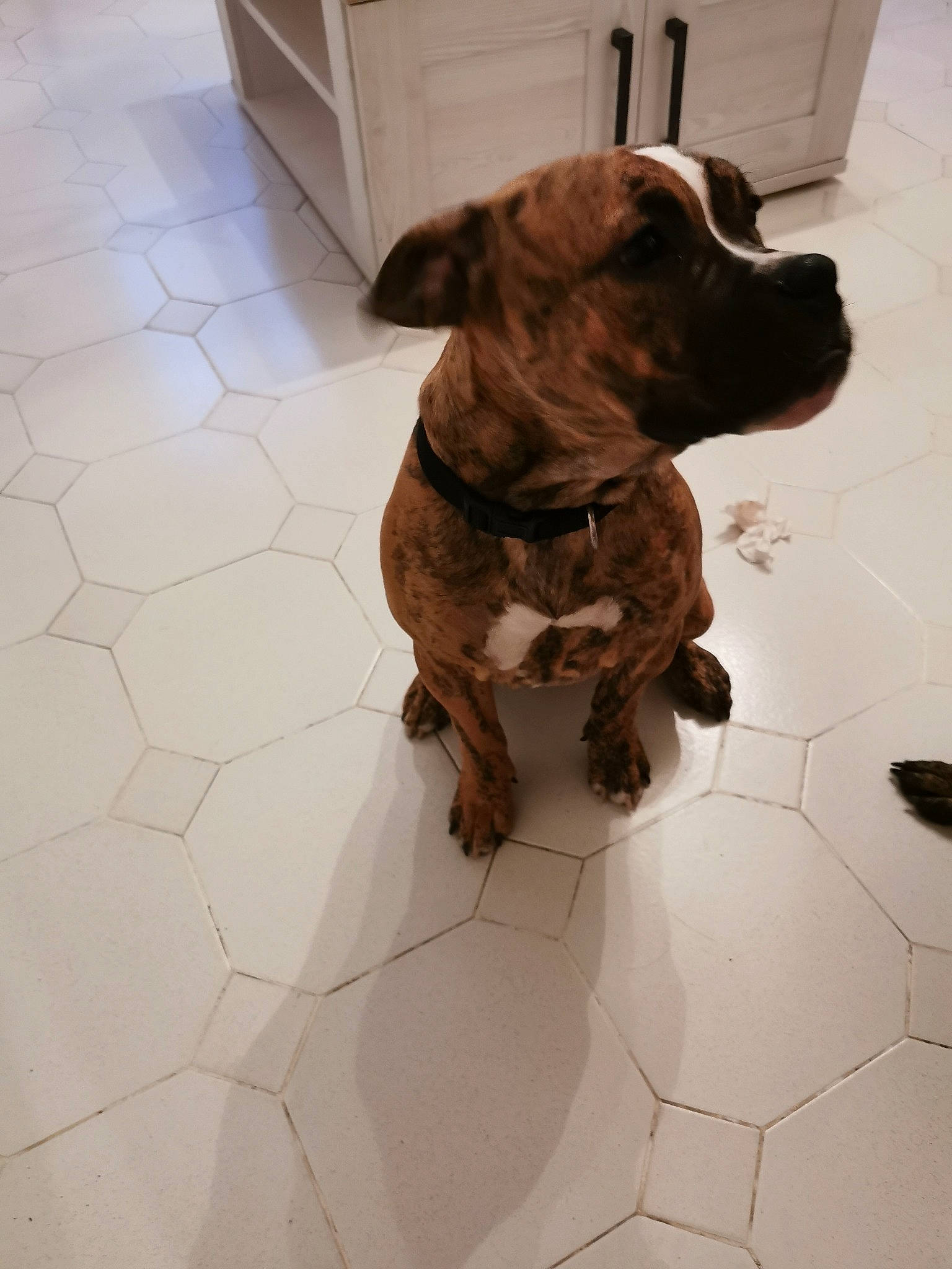 Marcel a rejoint le concours — aidez-le/la à gagner de superbes lots ! cabinetry, carnivore, collar, companion_dog, dog, dog_breed, dog_collar, fawn, floor, flooring, fur, gun_dog, hardwood, leash, liver, pointing_breed, retriever, tail, tile_flooring, working_animal