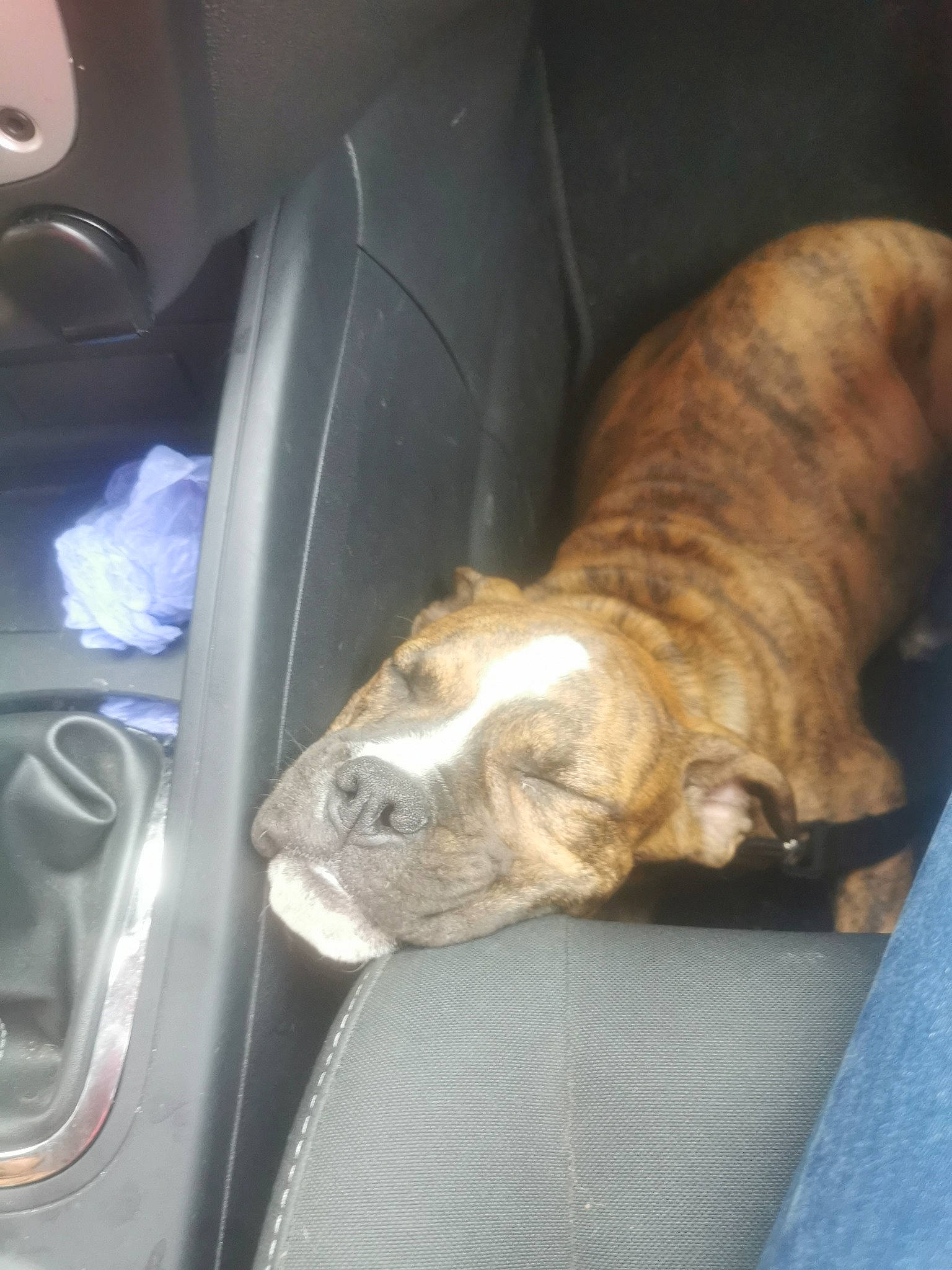 Marcel participe au concours pour gagner de l'argent avec cette photo : bulldog, canidae, car_seat, carnivore, comfort, companion_dog, dog, dog_breed, family_car, fawn, felidae, fur, liver, snout, sporting_group, tail, terrestrial_animal, vehicle_door, whiskers, wrinkle