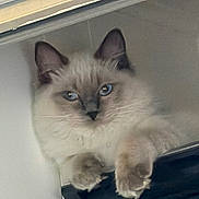 Angel Louise is registered to the contest to win money with this photo: cat, kitten, fluffy, blue_eyes, cream_fur, pointed_ears, whiskers, pet, animal, portrait, close_up, sitting, standing, indoors, window, ledge, soft_lighting, looking_at_camera, furry, cute