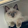 cat, kitten, fluffy, blue_eyes, cream_fur, pointed_ears, whiskers, pet, animal, portrait, close_up, sitting, standing, indoors, window, ledge, soft_lighting, looking_at_camera, furry, cute