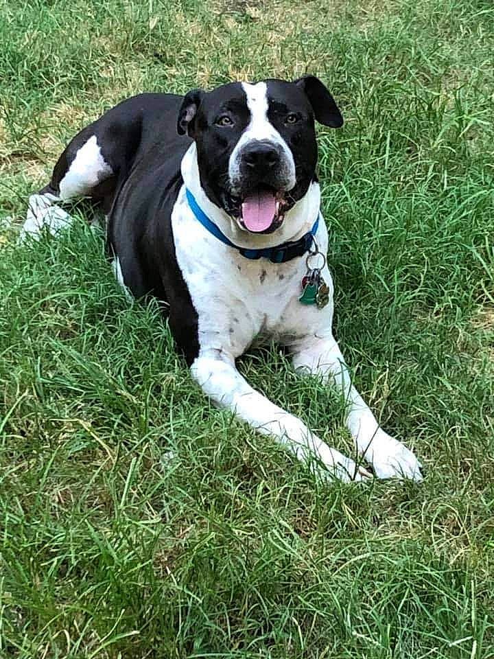 Jimmy is registered to the contest to win money with this photo: canidae, carnivore, collar, companion_dog, dog, dog_breed, dog_collar, dog_supply, grass, hunting_dog, leash, non_sporting_group, pet_supply, plant, snout, sporting_group, tail, whiskers, working_animal, working_dog