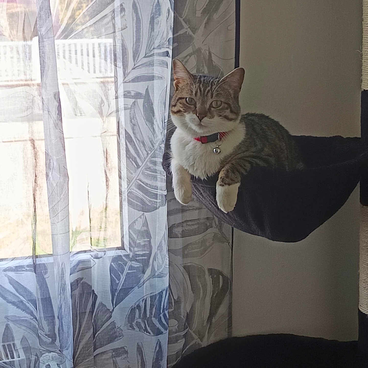 Donna a rejoint le concours — aidez-le/la à gagner de superbes lots ! animal, black_fabric, cat, cat_bed, collar, comfortable, curtain, domestic_cat, feline, hammock, home_interior, indoor, natural_light, patterned_curtain, pet, relaxed, resting, sunlight, tabby, window